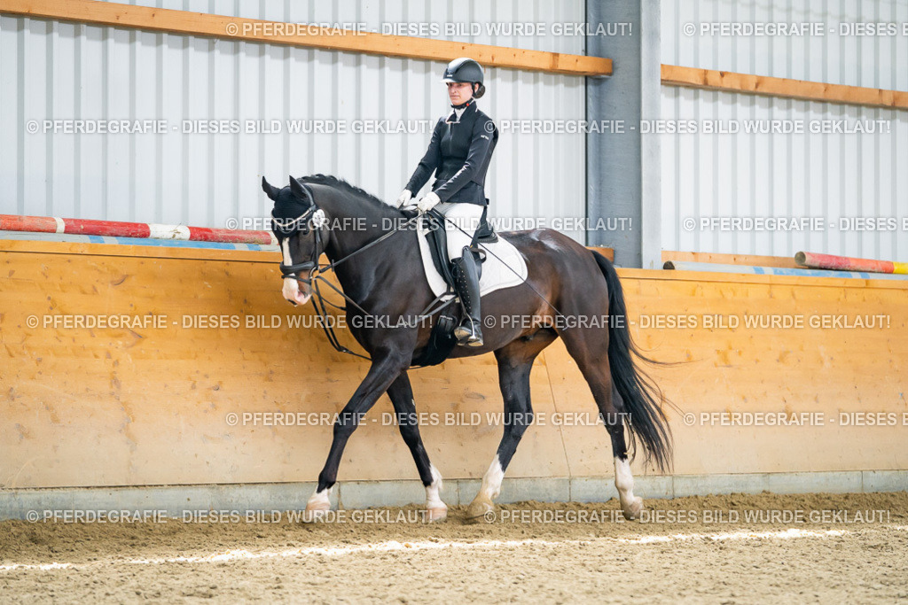 DSC04176 | Pferdegrafie