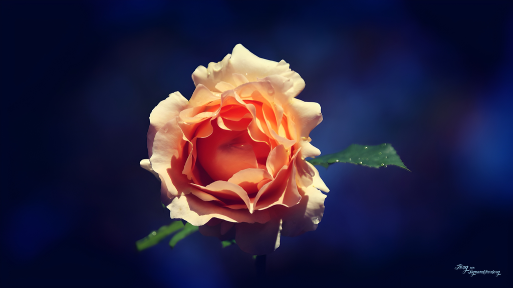 eye of the rose | digital signiert