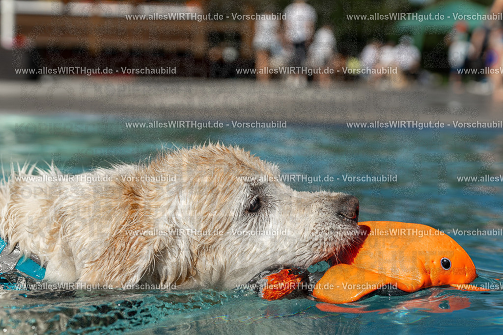 Hundeschwimmen_Volksbad_2026-allesWIRTHgut_Tierfotografie-2609061305-121553-7R500501 | Professionelle Tierfotografie in Mönchengladbach von Daniel Wirth (allesWIRTHgut). Liebevolle & natürliche Bilder von Hunden & Katzen für unvergessliche Erinnerungen.