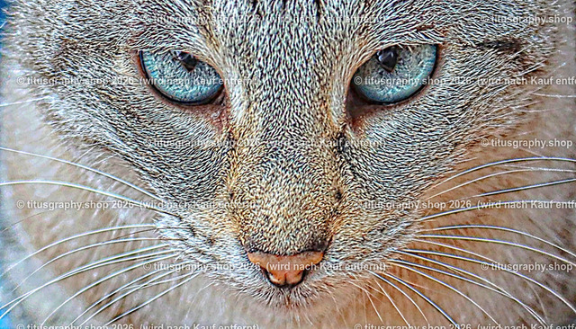 Minou 111 | titusgraphy.eu präsentiert anspruchsvolle Katzenfotos in verschiedenen Variationen.  - Realisiert mit Pictrs.com