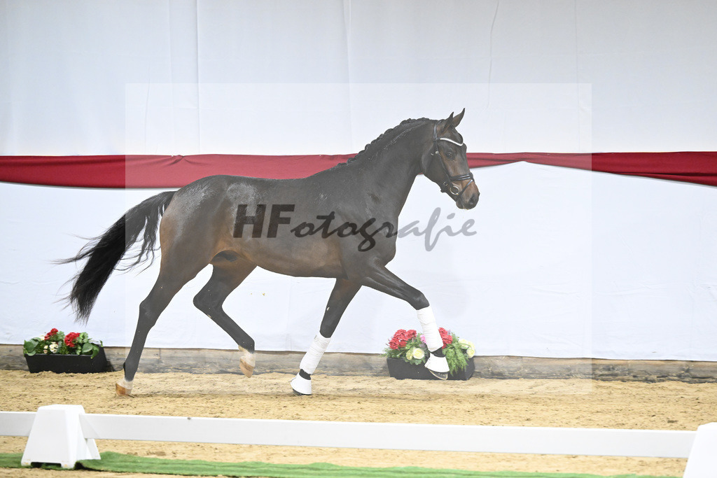 Kat-Nr. 5 v. Viva Gold_Blue Hors_63220141 | hf-fotografie - Realizzato con Pictrs.com