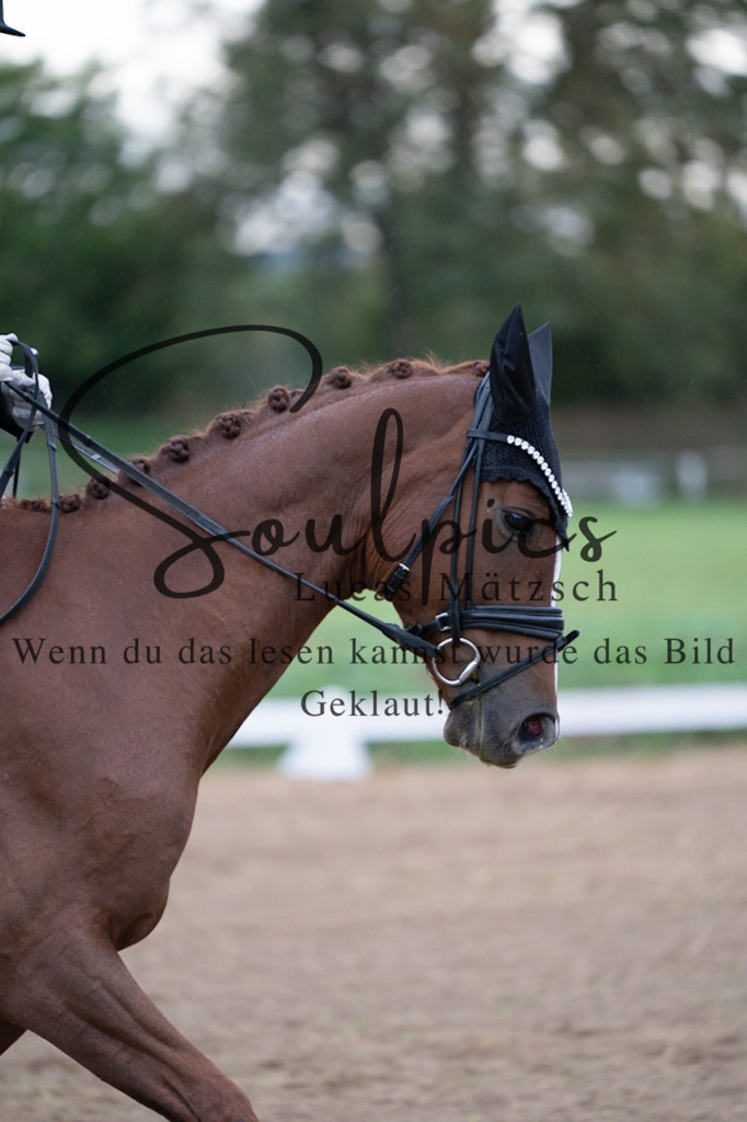 A7V04925 | Pferdefotograf