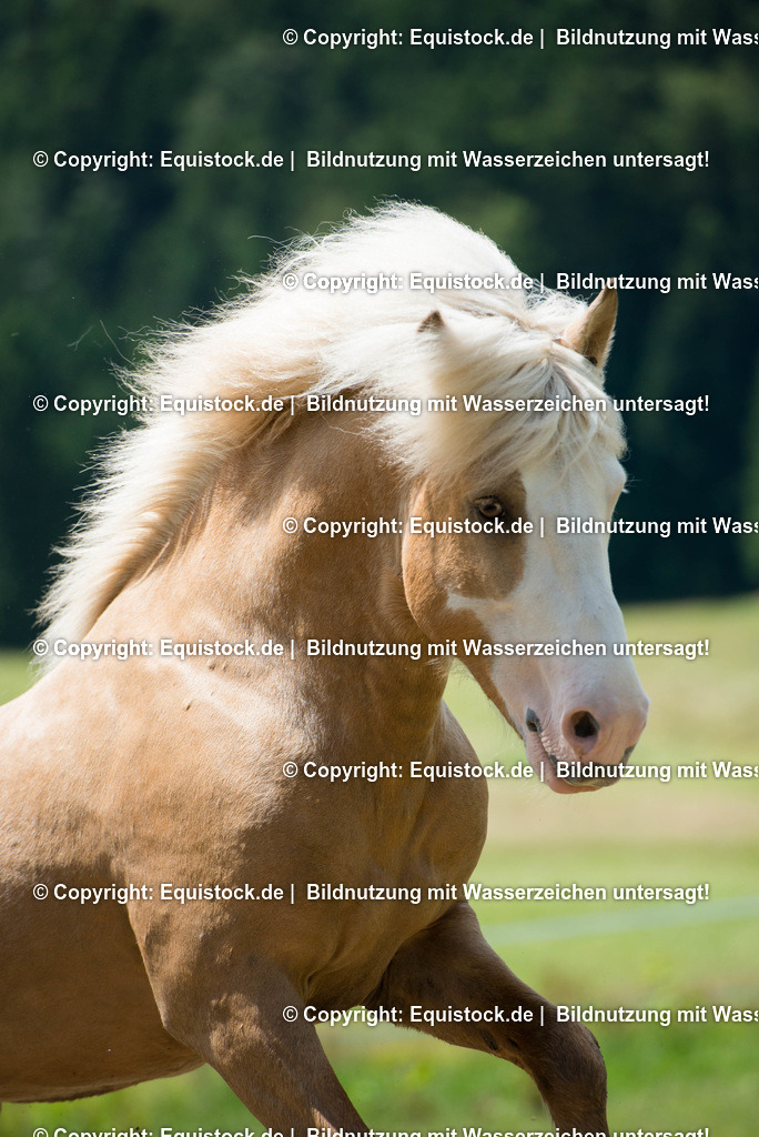 20160620_Isl__nder_auf_Weide_0001 | Foto: Linda Balz