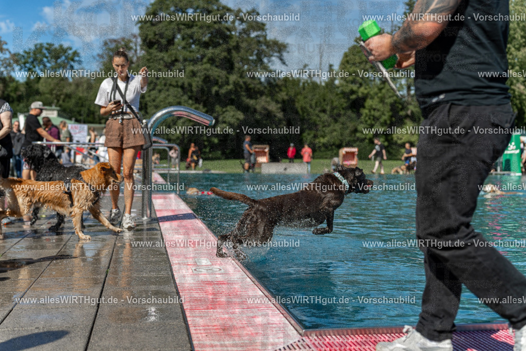 Hundeschwimmen_Volksbad_2026-allesWIRTHgut_Tierfotografie-2609061157-110737-7R500013 | Professionelle Tierfotografie in Mönchengladbach von Daniel Wirth (allesWIRTHgut). Liebevolle & natürliche Bilder von Hunden & Katzen für unvergessliche Erinnerungen.