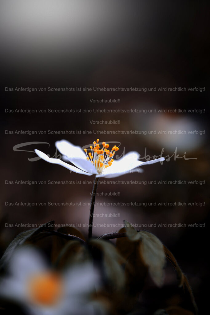 Wandbild Buschwindroeschen | People- und Tierfotografie, Imageaufnahmen, Veranstaltungsfotografie und Wandbilder aus der Natur ★ Made in Germany ✔️ Druck + Downloads ✔️ Naturfotografie in Top Qualität ★ schneller Versand, weltweite Lieferung! - Realisiert mit Pictrs.com