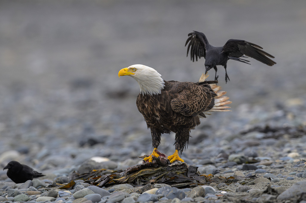 Alaska | Anchor Pont. Weißkopfseeadler am Strand. - Realisiert mit Pictrs.com