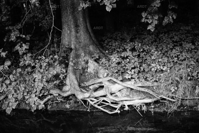 Baum Füße 14 | ARDT Foto Kunst