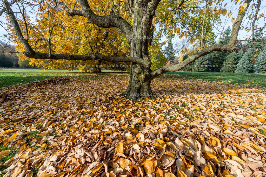 10049-4605 - Landschaftspark Degenershausen | Stockfoto und Bilderpool mit Bildmaterial aus Deutschland, dem Harz, Halberstadt, Quedlinburg, Wernigerode und weltweit. Qualitativ hochwertige und professionelle Fotos anschauen und kaufen. - Realisiert mit Pictrs.com