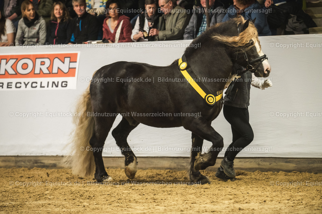 20240302_Hengstvorstellung_Marbach_TOMsPiC_0631 | equistock