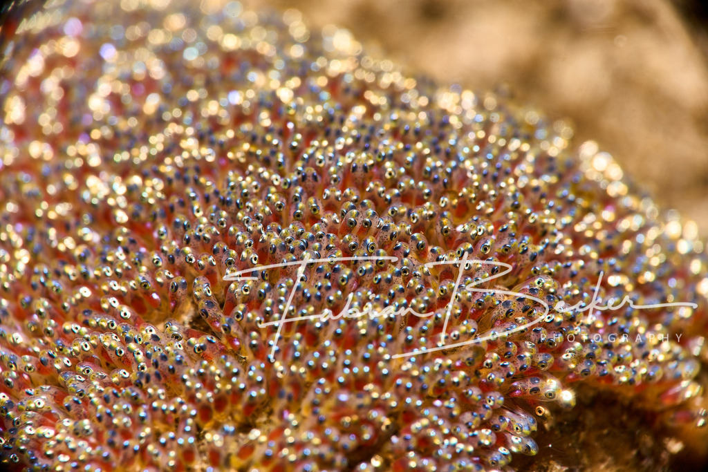 Zukunft | Einzigartige Wandbilder von faszinierenden Unterwasserwelten. Exklusive Kunst für Empfangsbereiche, Wohnraum oder Wartezimmer. - Realisiert mit Pictrs.com