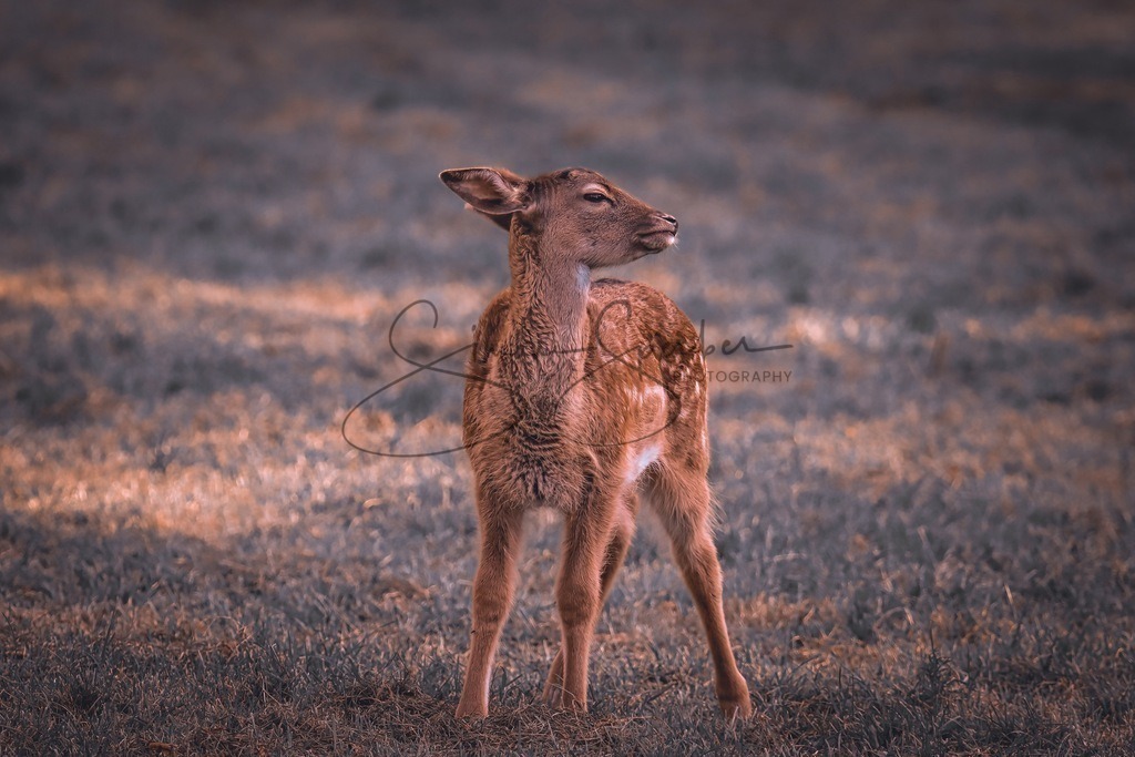 junges Damwild | Simone Sperber, svb-photography,Fotografin,Bilddesignerin,Naturfotografie,Macrofotografie,Tierfotografie,Wildtierfotografie,Ausstellungen,Auftragsfotografie,Kunst,Art,Photographer,Shootings,Bildberatbeitung,Galerie,Shop