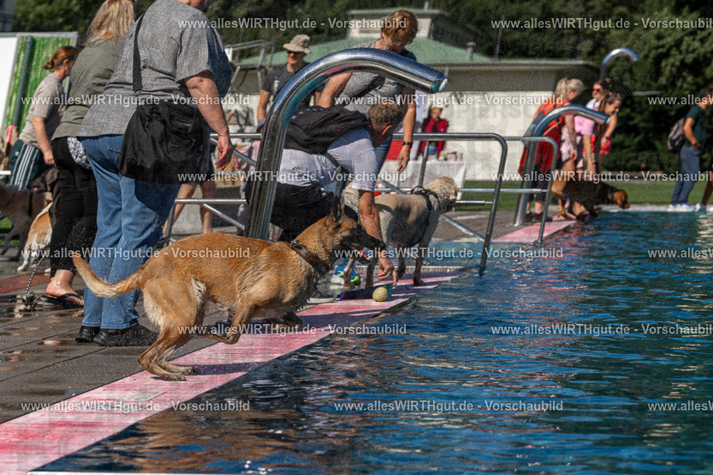 Hundeschwimmen_Volksbad_2026-allesWIRTHgut_Tierfotografie-2609061124-FAY06228 | Professionelle Tierfotografie in Mönchengladbach von Daniel Wirth (allesWIRTHgut). Liebevolle & natürliche Bilder von Hunden & Katzen für unvergessliche Erinnerungen.