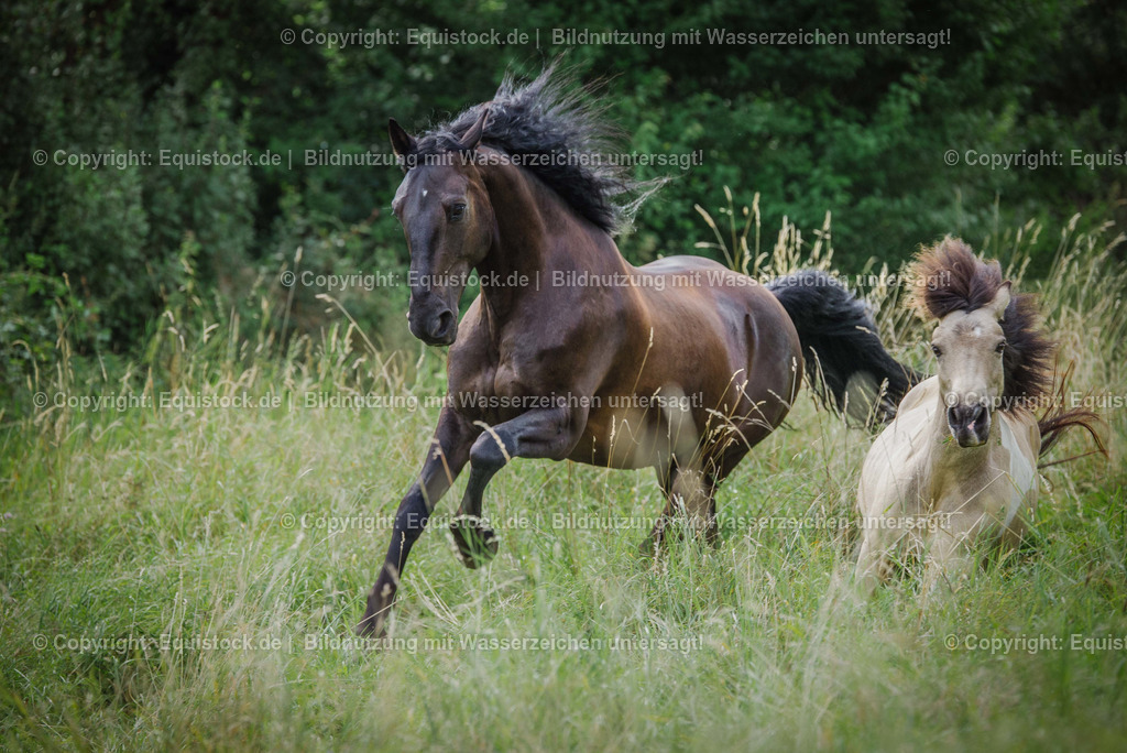 TS_20160811_Brauner_in_Bewegung_0001 | equistock