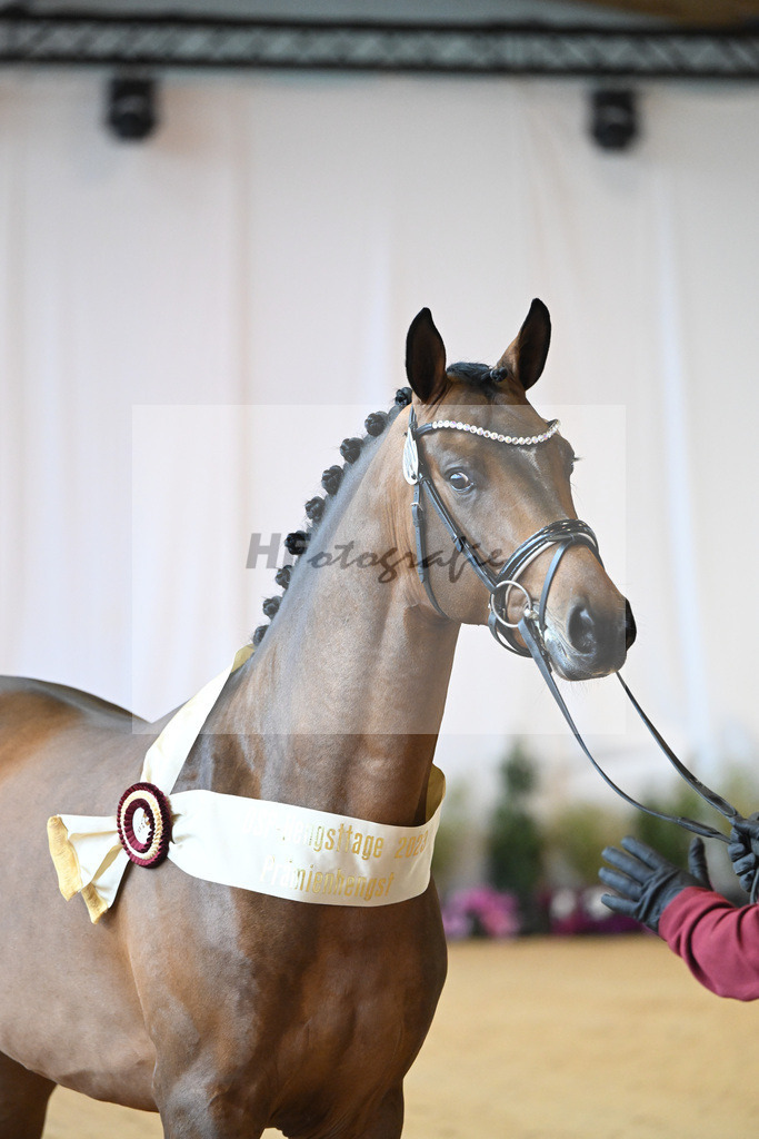 Kat-Nr. 1 Alaba_Wilbers_1231654 | hf-fotografie - Realizzato con Pictrs.com
