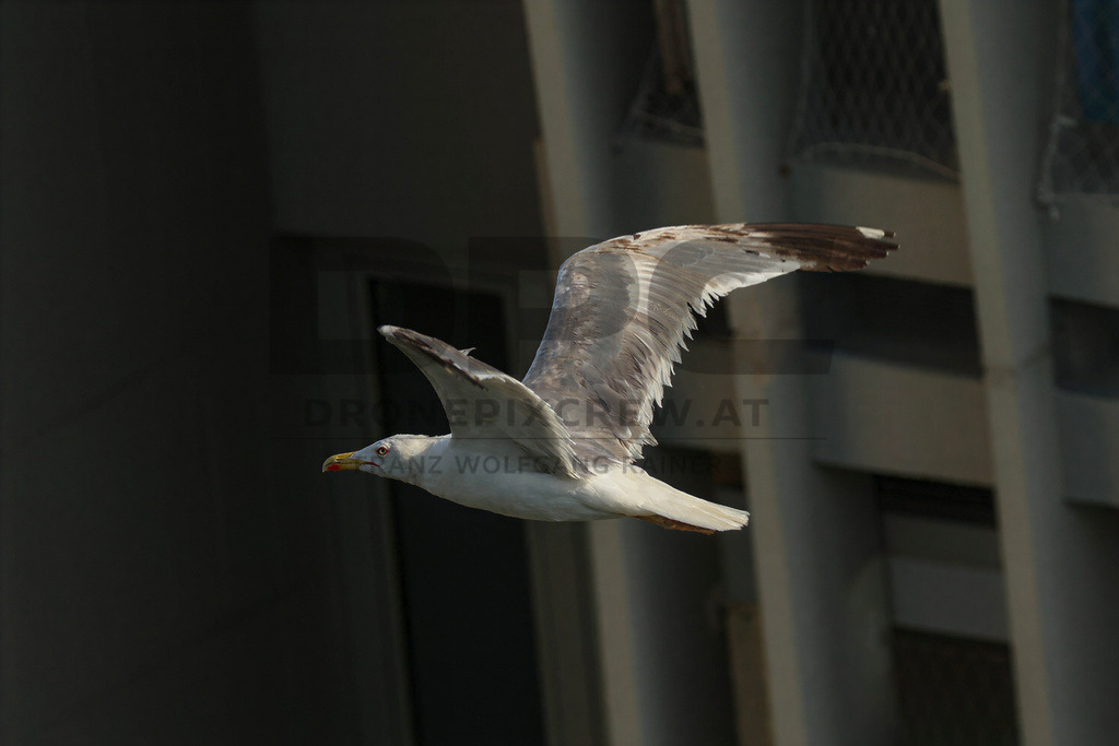 Yellow-legged Gull (Larus michahellis) | Yellow-legged Gull (Larus michahellis), a large gull species commonly found along Mediterranean coasts, rocky shorelines, harbours and coastal areas. - Realisiert mit Pictrs.com