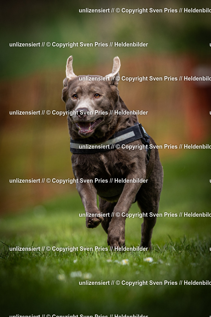 Sven Pries | 2025-04-13 - Hunderennen Baden-Baden - Realisiert mit Pictrs.com