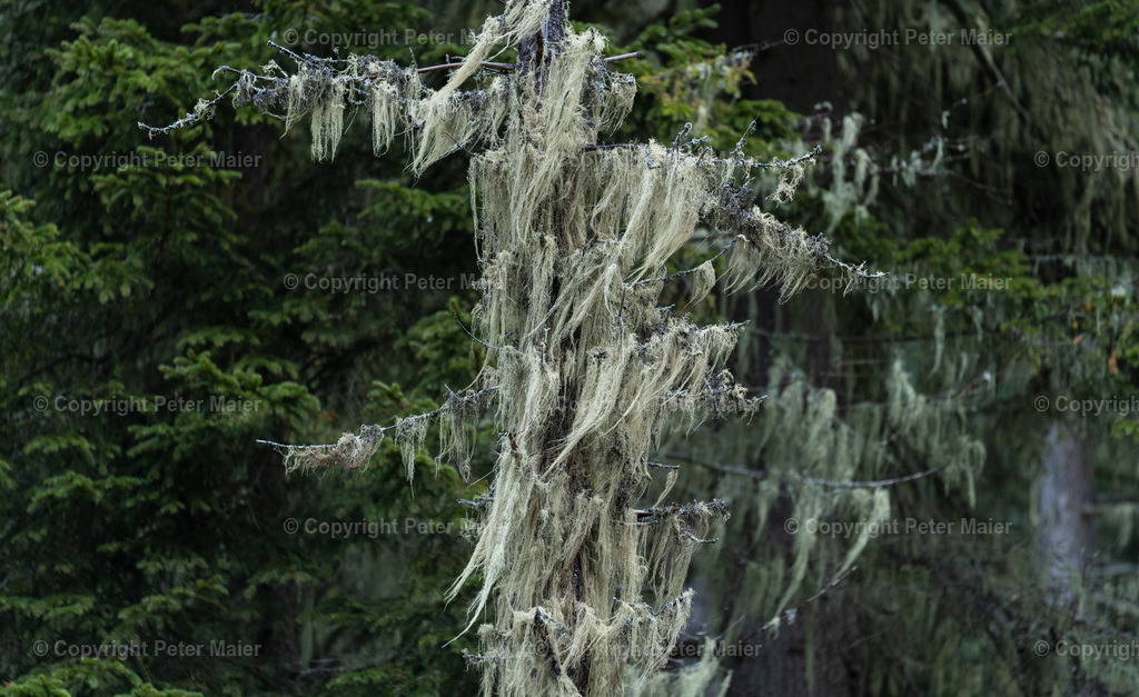 Divers_Erlebnisraum_Wald_23_Peter_Maier-560 | piet_flosse