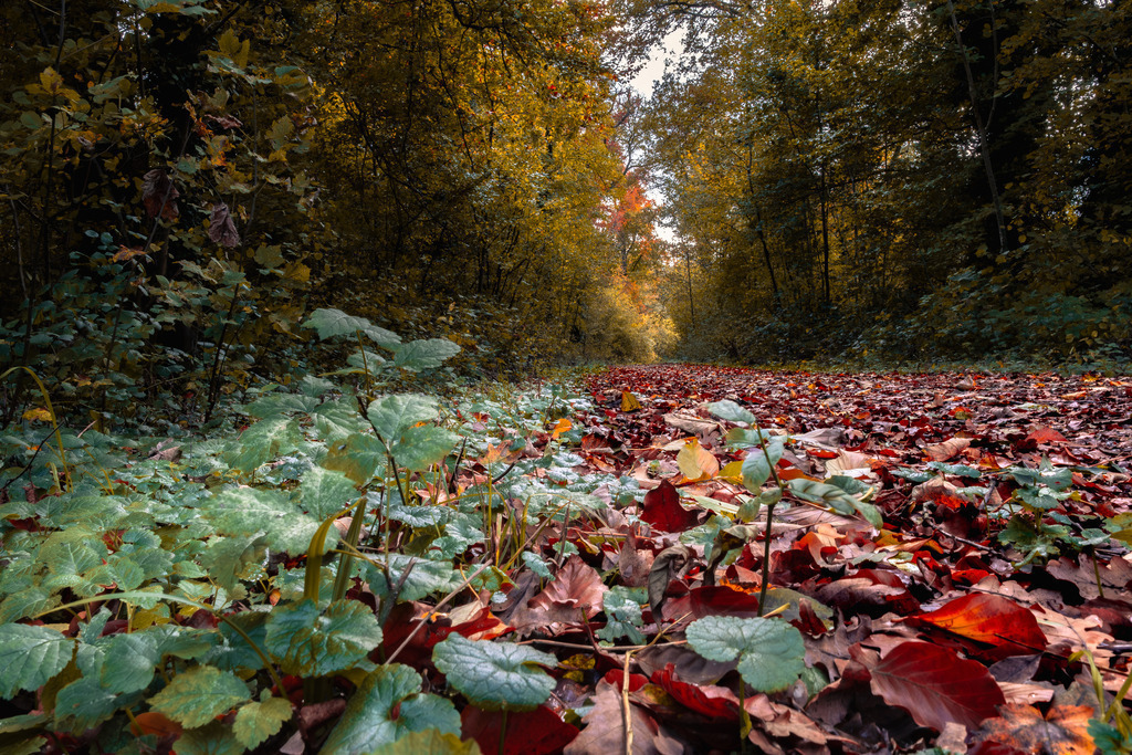 Waldweg im Herbst | Tier- & Landschaftsfotografie und Porträtshootings. Entdecke einzigartige Fotokunst als Wandbild, Tasse oder Mauspad – mit Leidenschaft fotografiert - Realisiert mit Pictrs.com