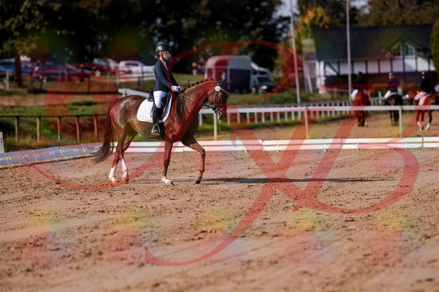 2026_10_03_Siefer-Hof_114857_Z81_88170959 | Professionelle Reitsport-, Turnier- und Eventfotografie von Robert Broda. Galerien mit ausgewählten und bearbeiteten Bildern direkt online ansehen und bestellen.