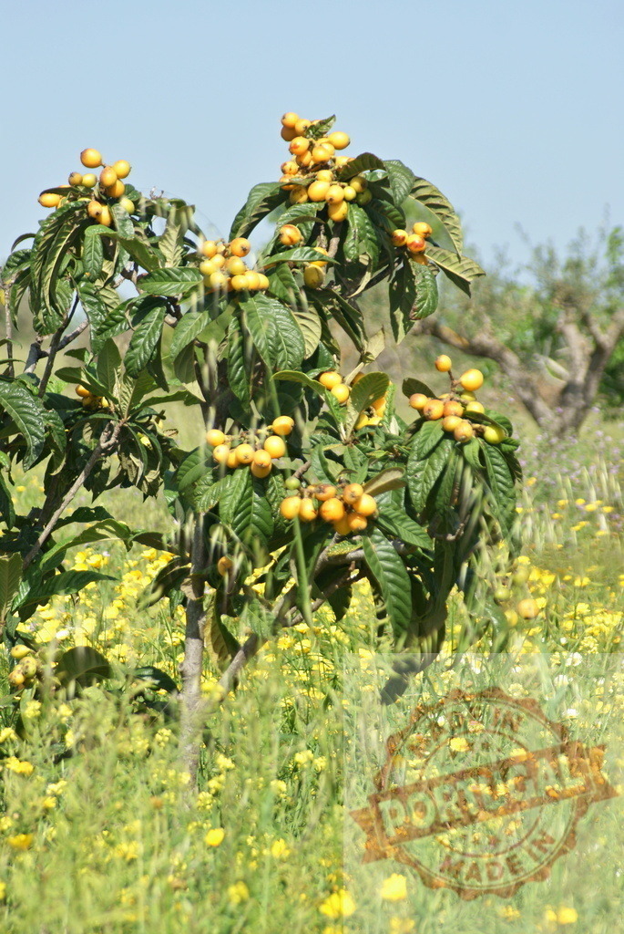 Loquat tree bearing fruit in a spring orchard | Loquat fruit growing on a small tree in a field of yellow wildflowers during spring - Realisiert mit Pictrs.com