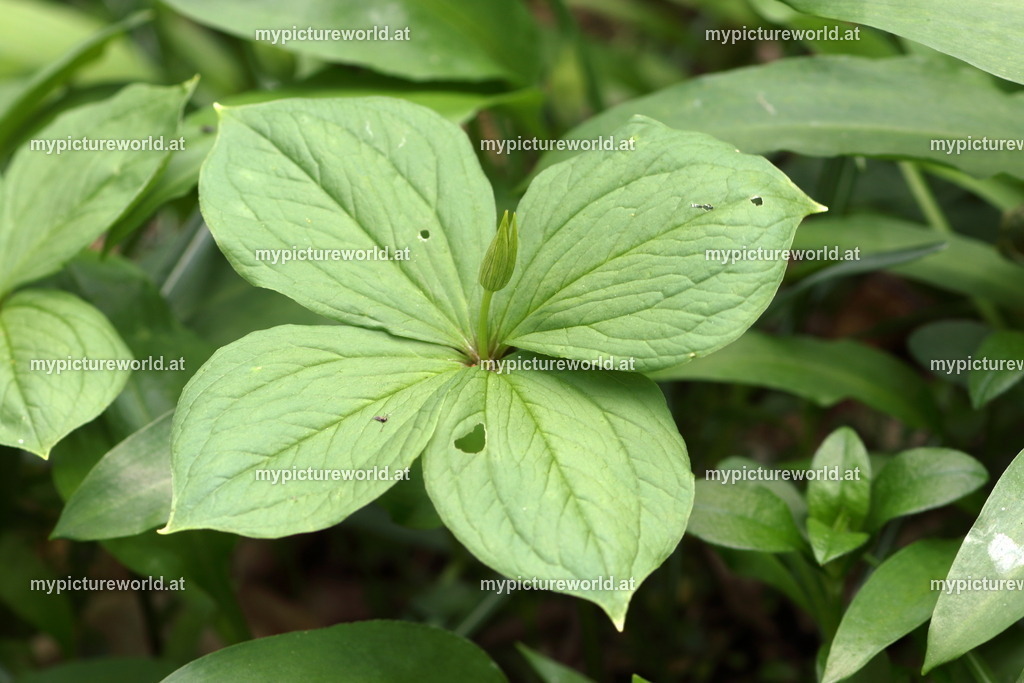 Einbeere-003 | Das Bilderarchiv über Tiere, Planzen und Landschaften. In der Bilddatenbank finden Sie ein große Auswahl an hochwertigen Bilder für Ihre Werbung - Realisiert mit Pictrs.com