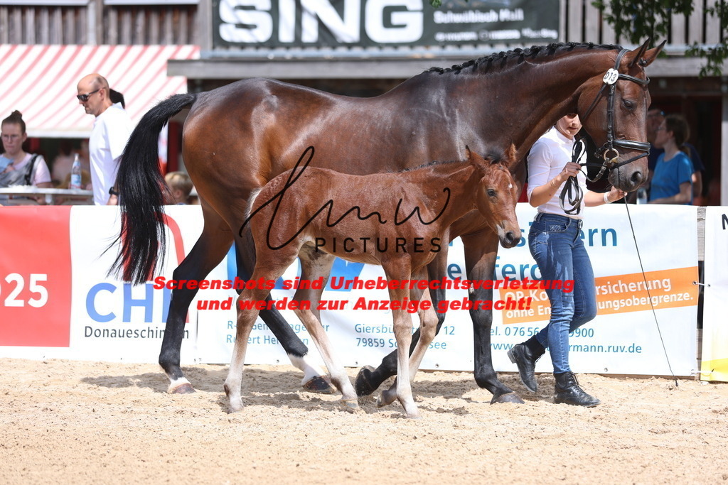 Fohlenschau_Schwäbisch_Hall_dressurbetonte_Fohlen_KN 13_17 | lmwpictures - Realisiert mit Pictrs.com