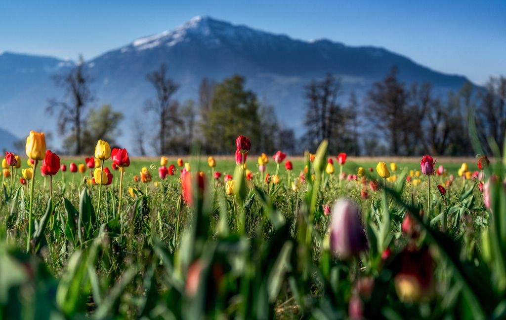 Rigi mit Tulpen | Tulpenfeld in Zug mit Rigi im Hintergrund - Realisiert mit Pictrs.com
