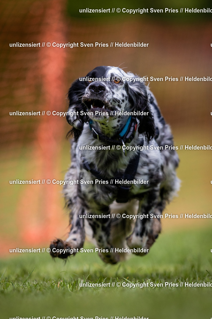 Sven Pries | 2024-04-21 - Hunderennen Baden-Oos
Foto: Sven Pries - Realisiert mit Pictrs.com