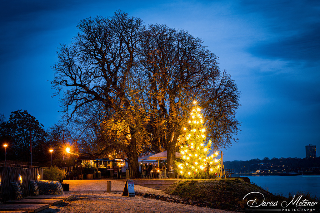 Der Weihnachtsbaum in Mainz-Kastel | Der Weihnachtsbaum in Mainz-Kastel