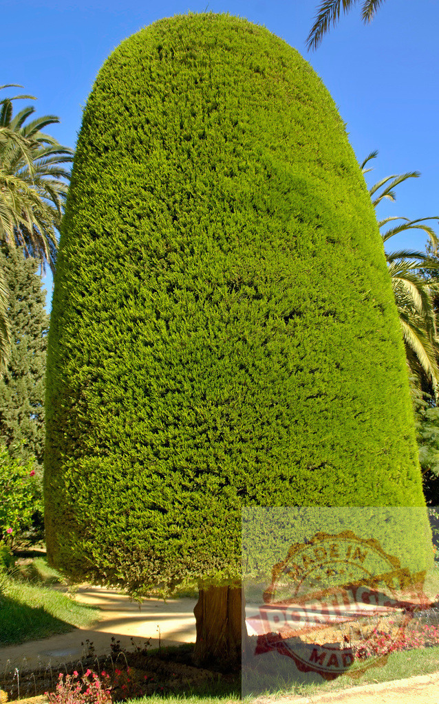 Topiary cypress tree shaping outdoor garden design. Espana - Cadiz | Green cypress tree manicured into a topiary cone shape in an outdoor park - Realized with Pictrs.com