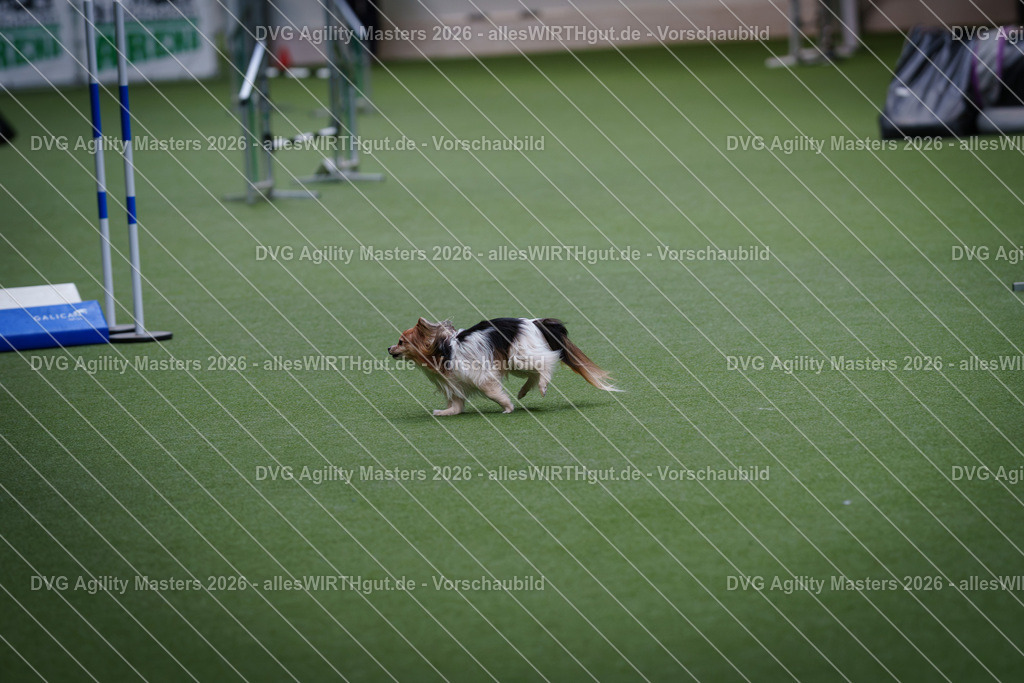 allesWIRTHgut_Tierfotografie-DVG_Agility_Masters_2026-12_15-7R507693 | Professionelle Tierfotografie in Mönchengladbach von Daniel Wirth (allesWIRTHgut). Liebevolle & natürliche Bilder von Hunden & Katzen für unvergessliche Erinnerungen.