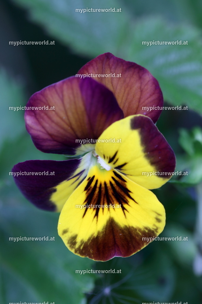 Hornveilchen-004 | Das Bilderarchiv über Tiere, Planzen und Landschaften. In der Bilddatenbank finden Sie ein große Auswahl an hochwertigen Bilder für Ihre Werbung - Realisiert mit Pictrs.com