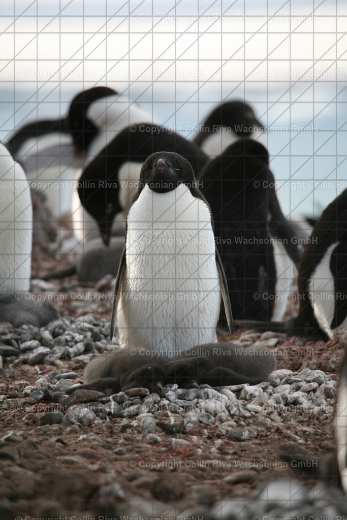IMG_9937 | Antarktis / Antarctica - Realisiert mit Pictrs.com