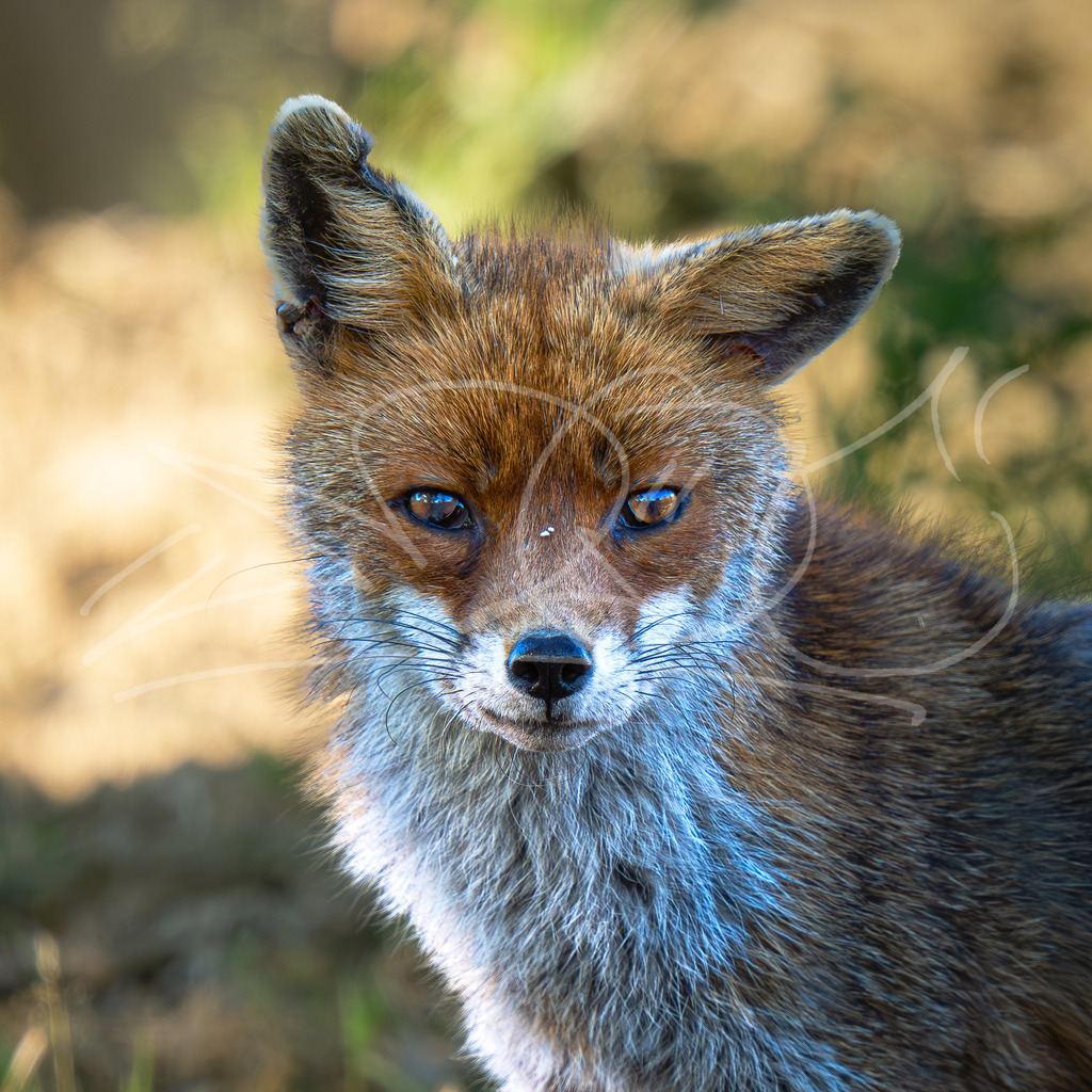 Fuchs quad | Naturschönheiten aus Deutschland. Pflanzen und Tiere, Insekten und Naturschauspiele. Alle schönen Details, die uns umgeben, fotografiert von Michi Moc.  - Realisiert mit Pictrs.com