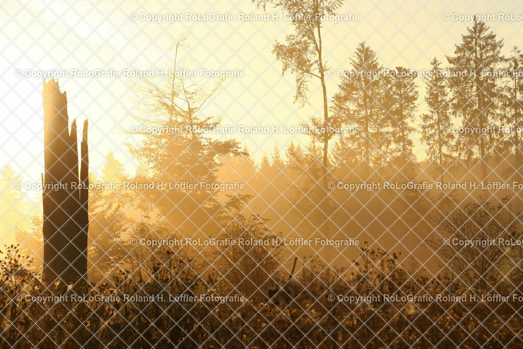 Mystisch-01-F | Mystischer Morgennebel beim Sonnenaufgang im Wald - Realisiert mit Pictrs.com