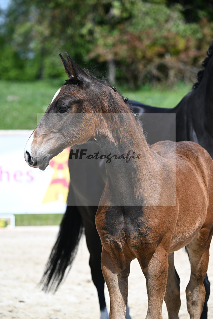 Escaneno x Negro_HF_Eder_11240488 | hf-fotografie - Realisiert mit Pictrs.com