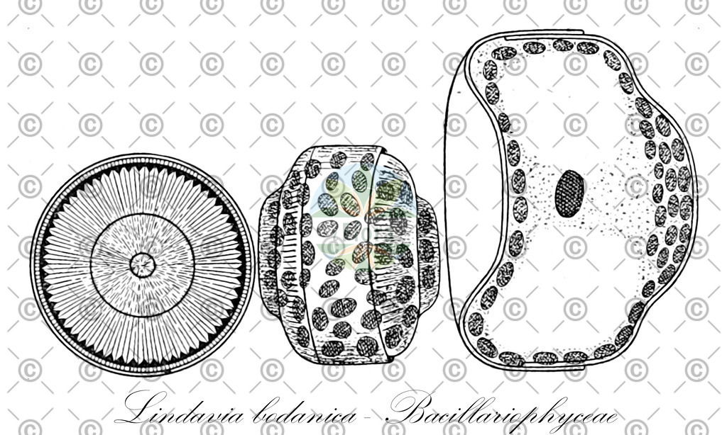 HistAbb_wfo-0001215775_1_ENZY_Simple | Historische Abbildung von Lindavia bodanica - Bacillariophyceae - | Historical Illustration of Lindavia bodanica - Bacillariophyceae - 