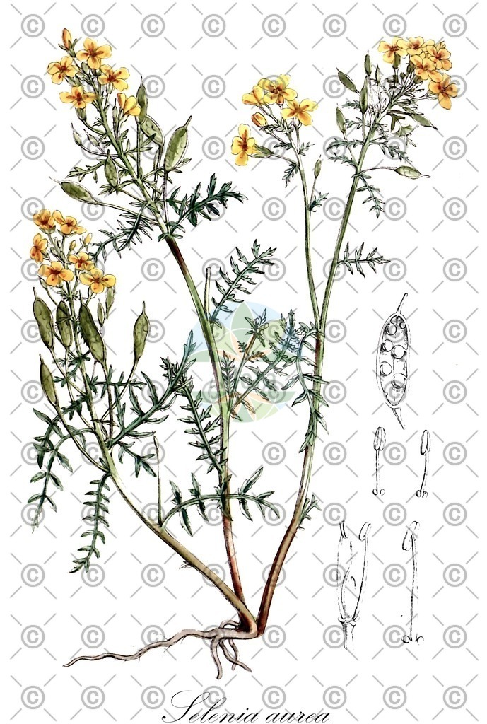 HistAbb_wfo-0000438959_2_ENZY_Simple | Historische Abbildung von Selenia aurea - Brassicaceae | Historical Illustration of Selenia aurea - Brassicaceae