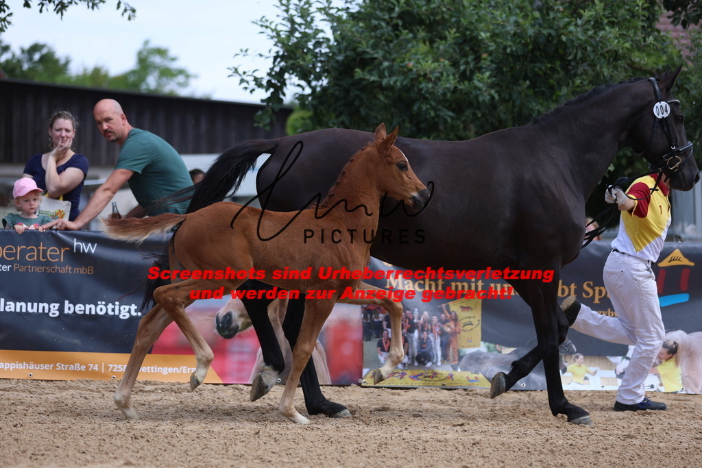 Fohlenschau_Schwäbisch_Hall_dressurbetonte_Fohlen_KN 4_9 | lmwpictures - Realisiert mit Pictrs.com