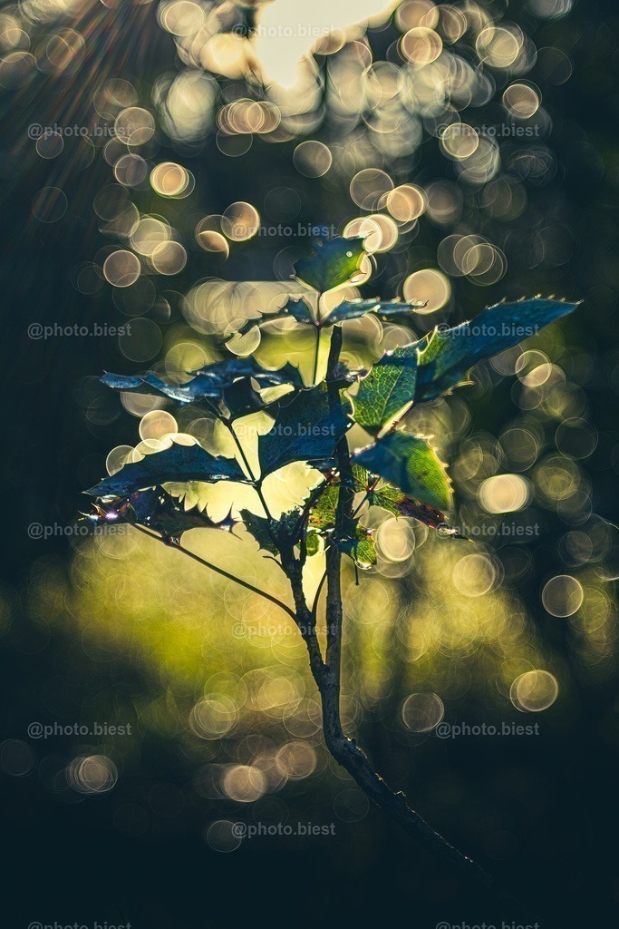 Kleine, feine Blubberblasen | Ein kleiner Trieb einer Pflanze. Von der Sonne angeleuchtet. - Realisiert mit Pictrs.com