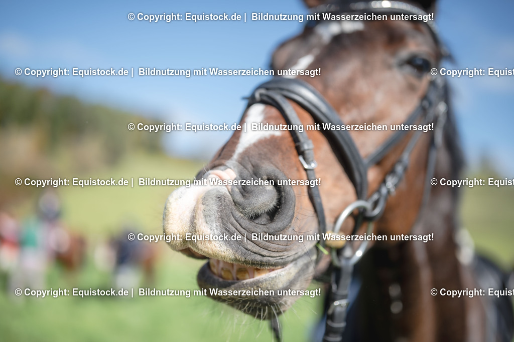 20251011_Jagd-Marbach_0524 | Foto: Thomas Hartig