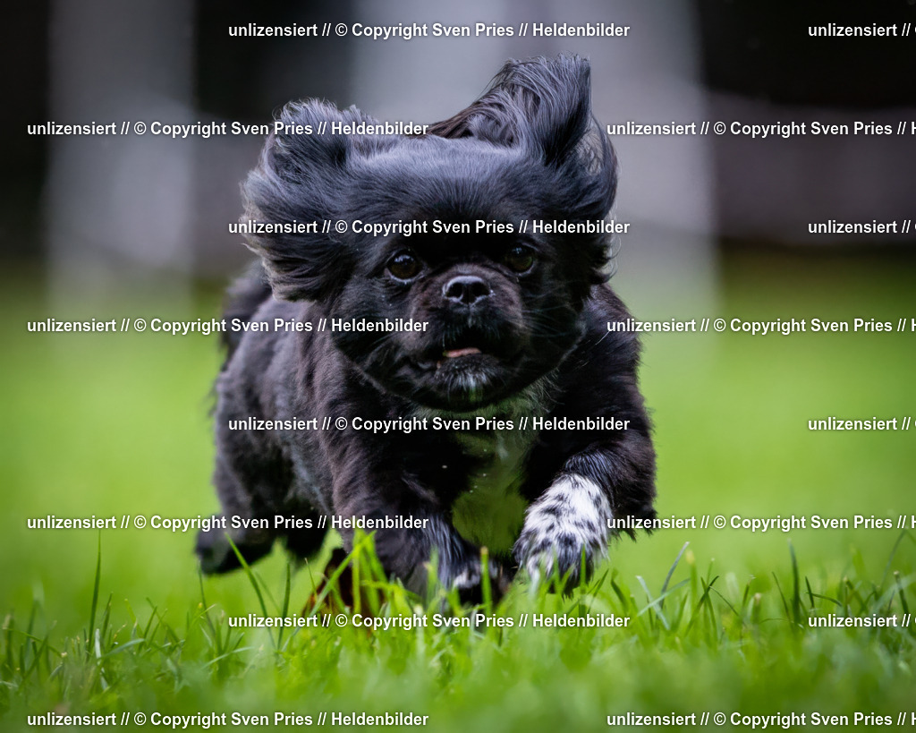 Sven Pries | 2024-10-19 - Hunderennen Ober-Grombach - Realisiert mit Pictrs.com