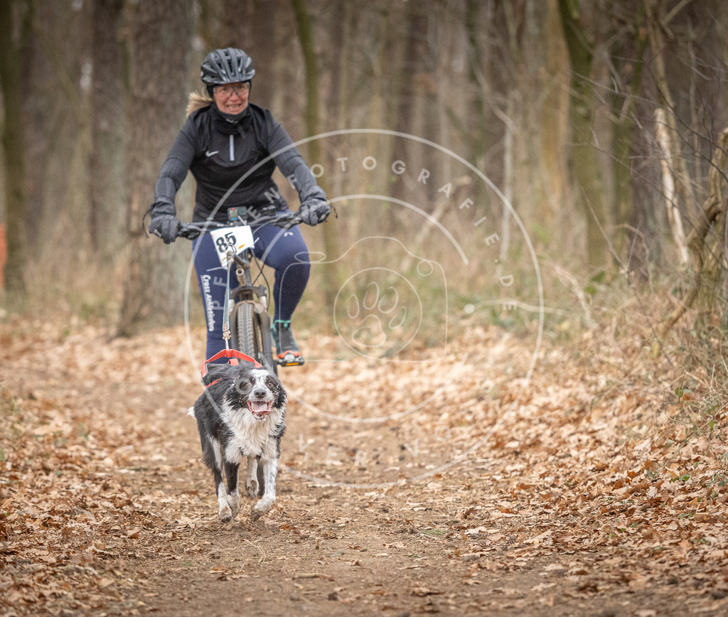 Pfotenfotografie_DV3A6245 | Hundefotografie, Tierfotograf, Pfotenfotografie, Fotoshooting Hund, Hunde Portrait, Hundesport, Hundeportraits, Heideshooting, Hunde, Sportfotograf, Hundefotograf, Turnierhundsport, THS,  - Realisiert mit Pictrs.com
