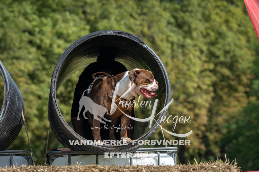 1311_ZZ92574 | kk-dogfotos