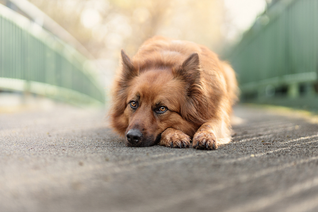 Hundefotografie in der Natur Outdoor | Hundefotografie Bremen Blumenthal und um zu 