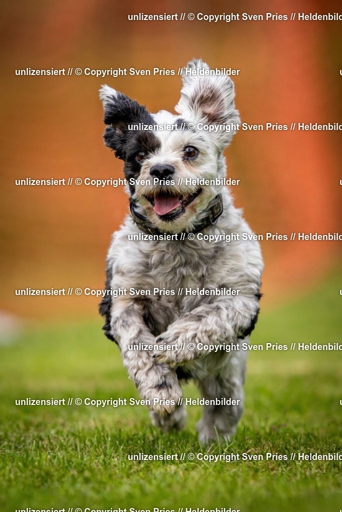 Sven Pries | 2024-09-22 - Hunderennen Baden-BadenPudelverein - Realisiert mit Pictrs.com