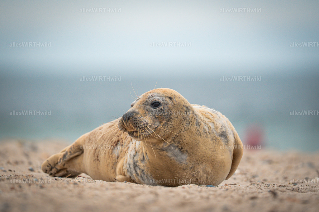 allesWIRTHwild.de - 7IV04771 | Entdecke die faszinierende Welt der Natur- und Wildlife-Fotografie von Daniel und Bärbel. Inspirierende Bilder von wilden Tieren und kleinen Naturwundern.