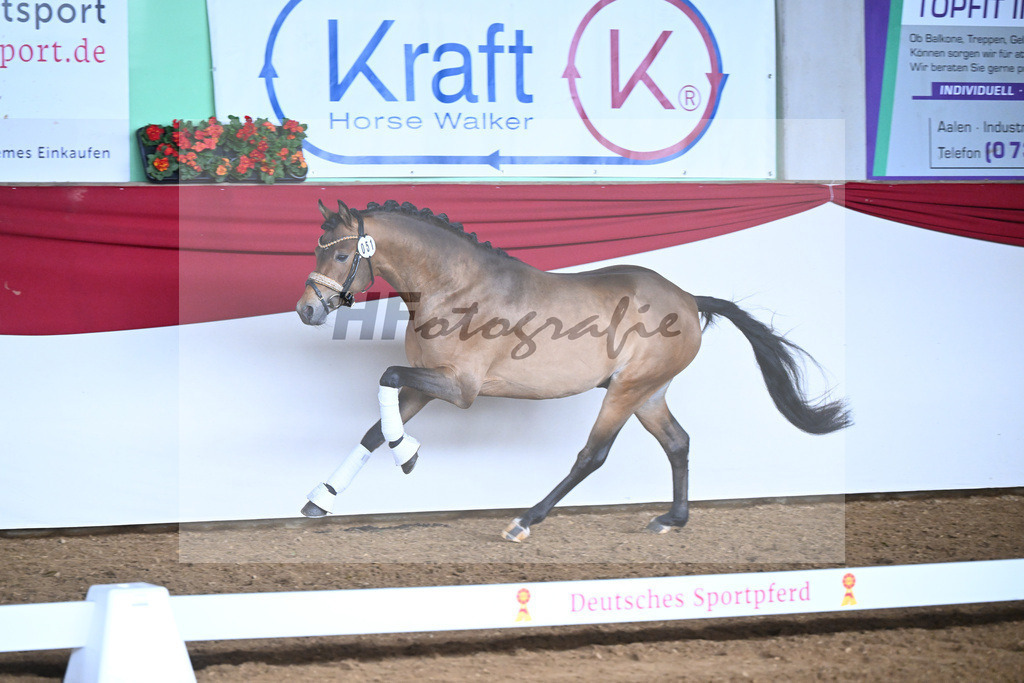 Kat-Nr. 51 Crown Decadence VR v. Hesselteichs Golden Dream_van der Raadt_16250401 | hf-fotografie - Realizzato con Pictrs.com