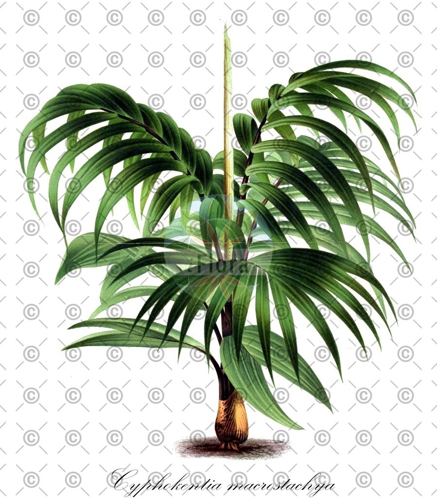 HistAbb_wfo-0000908158_1_ENZY_Simple | Historische Abbildung von Cyphokentia macrostachya - Arecaceae | Historical Illustration of Cyphokentia macrostachya - Arecaceae