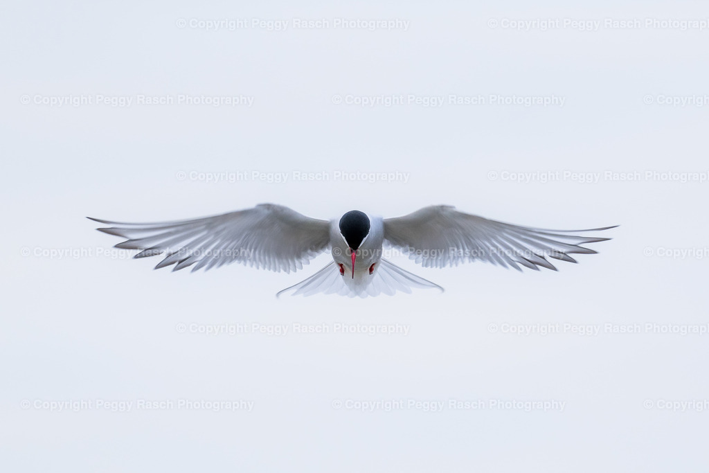 Küstenseeschwalbe | Küstenseeschwalbe - Realisiert mit Pictrs.com